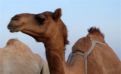 camels in the uk